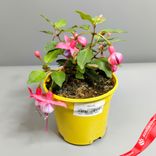 Маленькое фото 1: Фуксия «Микс» для высадки в грунт, D11 см. Сервис доставки цветов AzaliaNow