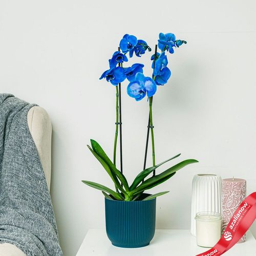 Фото 1: Орхидея голубая. Сервис доставки цветов AzaliaNow