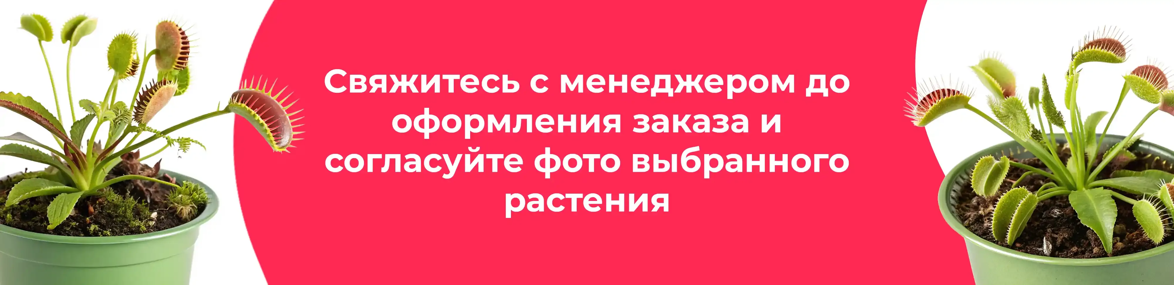 Баннер для рубрики: Дионеи