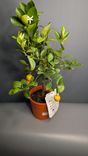 Фото флориста 1: Лимон вариегатный