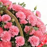 Маленькое фото 5: Букет из 65 розовых гвоздик в корзине с зеленью. Сервис доставки цветов AzaliaNow