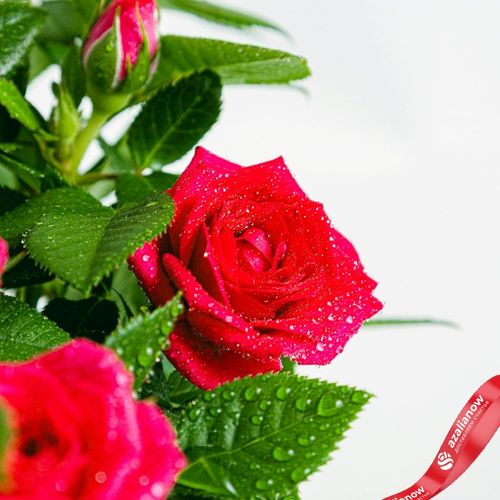 Фото 4: Роза Патио Джувел розовая. Сервис доставки цветов AzaliaNow