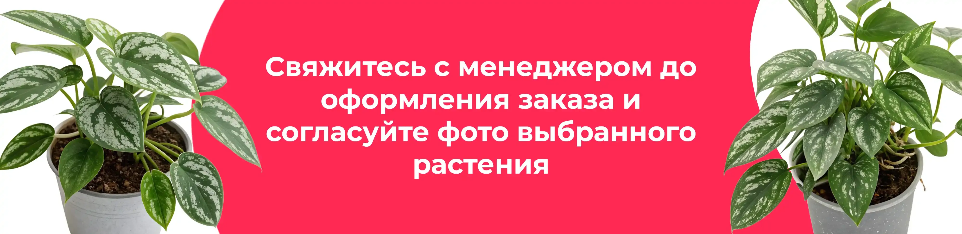 Баннер для рубрики: Сциндапсусы пиктус