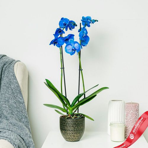 Фото 3: Орхидея голубая. Сервис доставки цветов AzaliaNow
