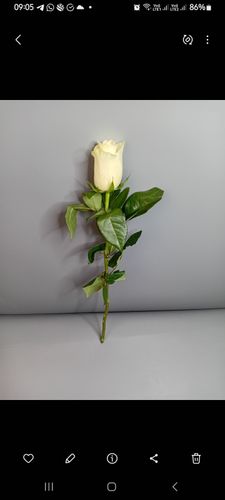 Показать все изображения