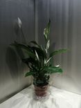 Фото флориста 1: Спатифиллум мирная лилия 10