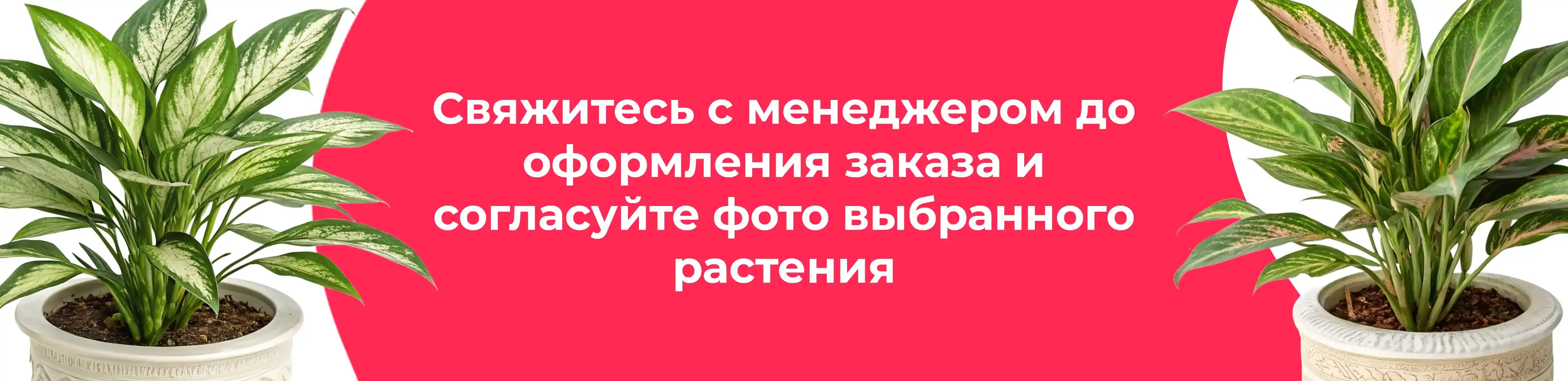 Баннер для рубрики: Аглаонемы