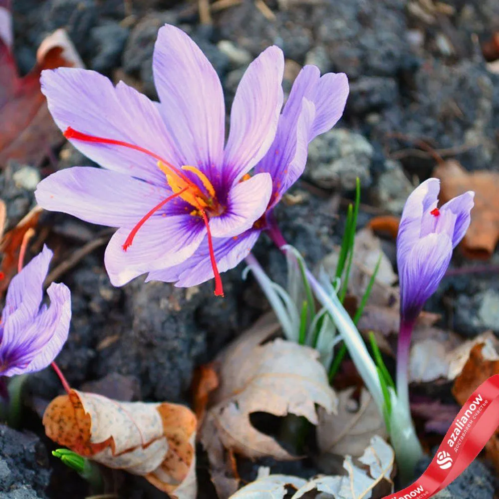 Крокус шафрановый (Saffron Crocus) Вид№2