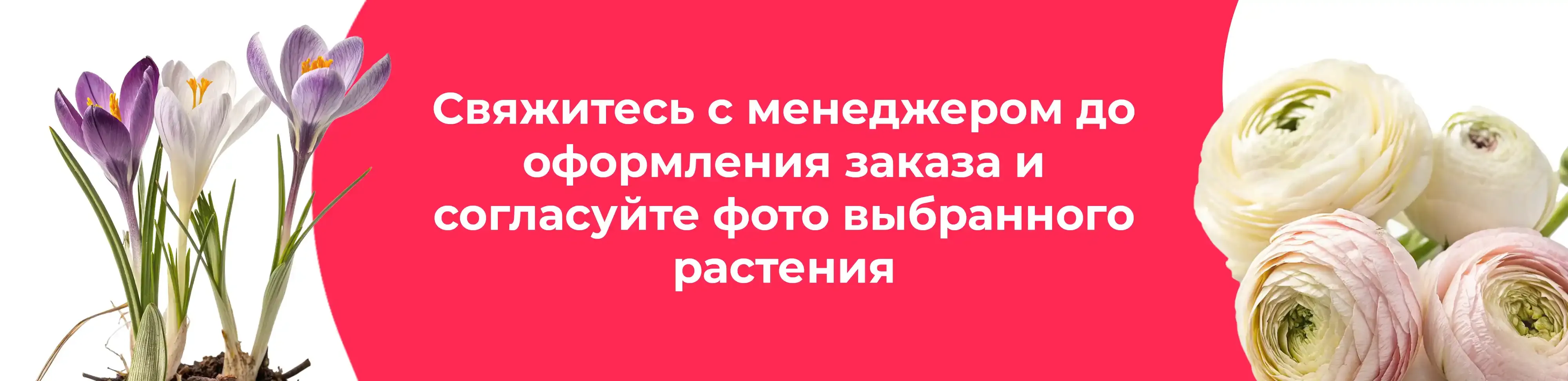 Баннер для рубрики: Луковичные растения для сада