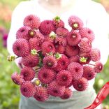 Маленькое фото 1: Георгин Помпон Бурлеск (Pompon Burlesca). Сервис доставки цветов AzaliaNow