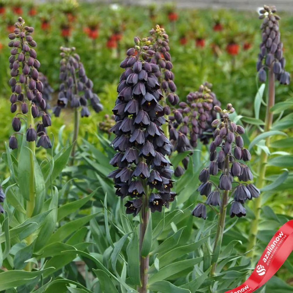 Рябчик персидский (Fritillaria Persica)