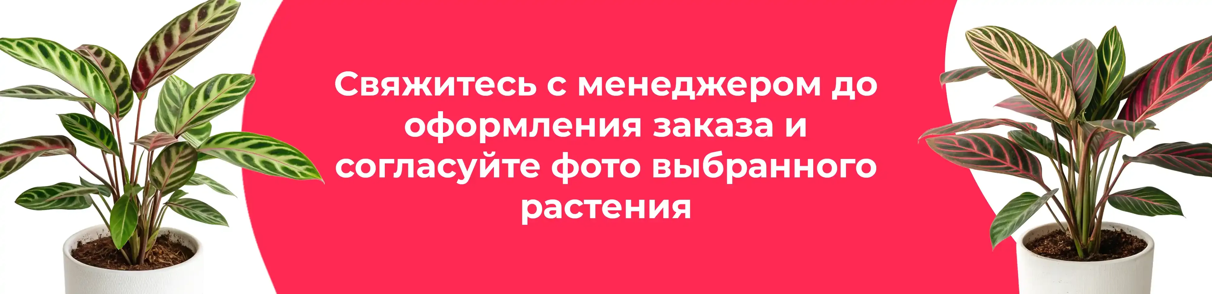 Баннер для рубрики: Комнатные растения Фрязино
