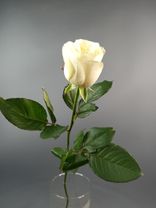 Фото флориста 3: Роза белая, Эквадор, 60см