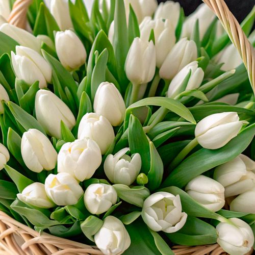 Фото 5: Букет из 47 белых тюльпанов в корзине