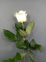 Фото флориста 1: Роза белая, Россия, 60см