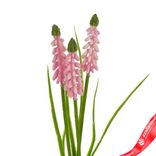 Маленькое фото 4: Мускари на вставке, 30см, светло-розовый. Сервис доставки цветов AzaliaNow