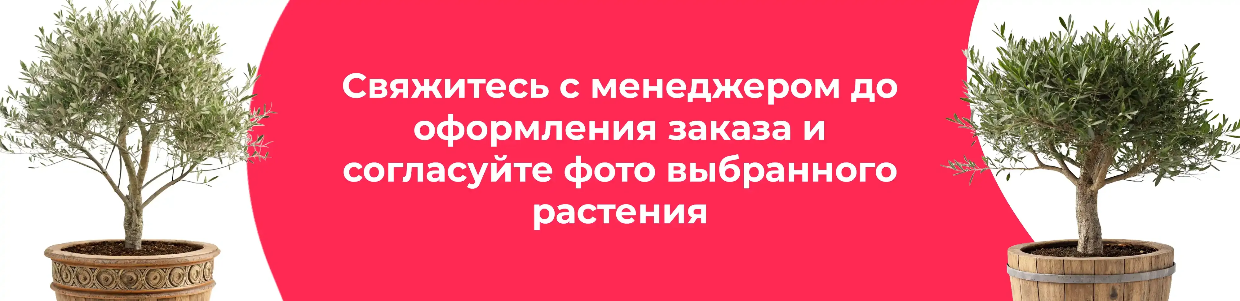 Баннер для рубрики: Оливы