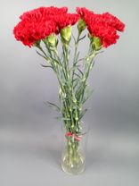 Фото флориста 1: Букет из 10 гвоздик малиновых, Диантус, Голландия