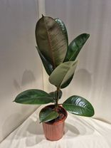 Фото флориста 1: Фикус Эластика Бургунди
