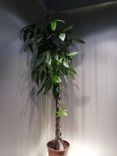 Фото флориста 1: Пахира