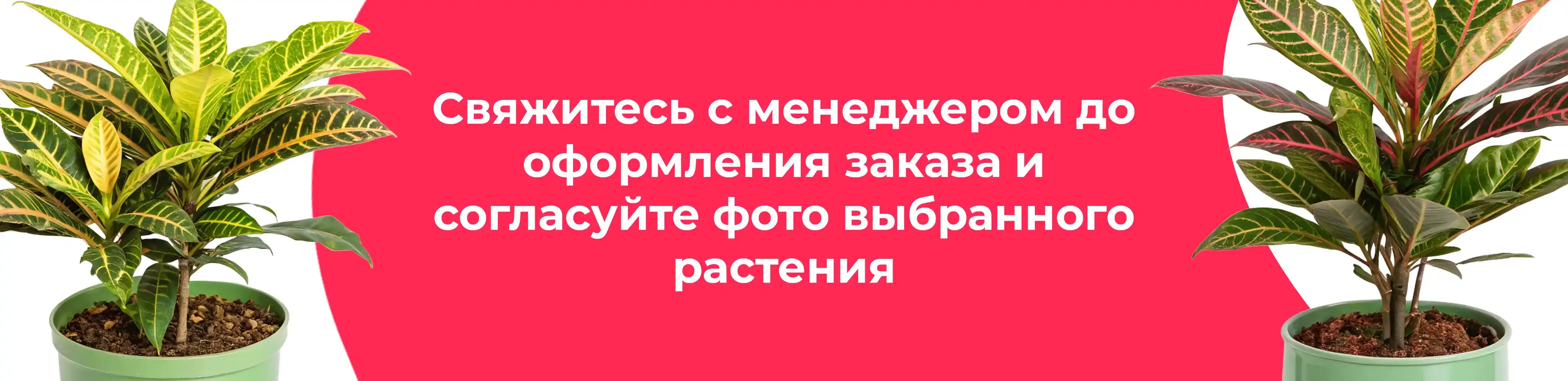 Баннер для рубрики: Кодиеумы