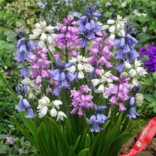 Фото 1: Гиацинт Вуд Микс (Wood Hyacinth Mix). Сервис доставки цветов AzaliaNow