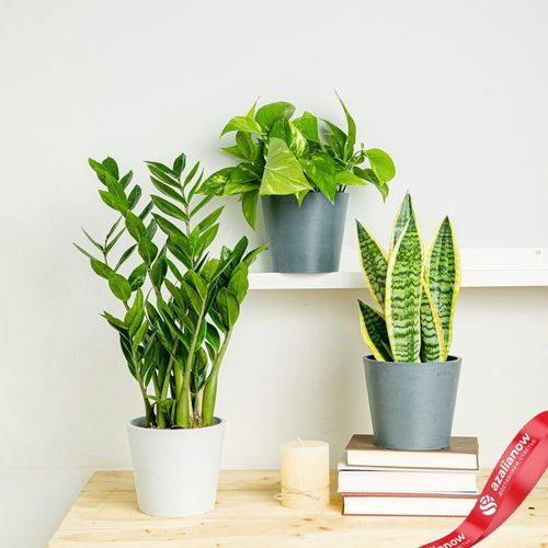 Фото 3: Офисный набор из 3 растений «Элегантные очистители». Сервис доставки цветов AzaliaNow