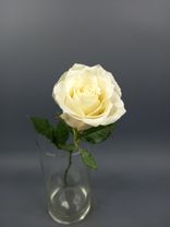 Фото флориста 2: Роза белая, Кения, 40см