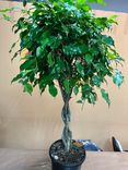 Фото флориста 1: Фикус Бенджамина (дерево)
