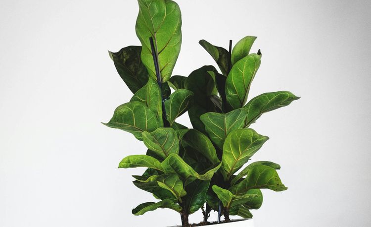 Фикус Лирата Ficus lyrata
