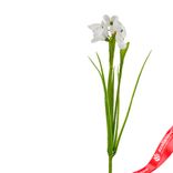 Маленькое фото 2: Подснежник на вставке, 30см, белый. Сервис доставки цветов AzaliaNow