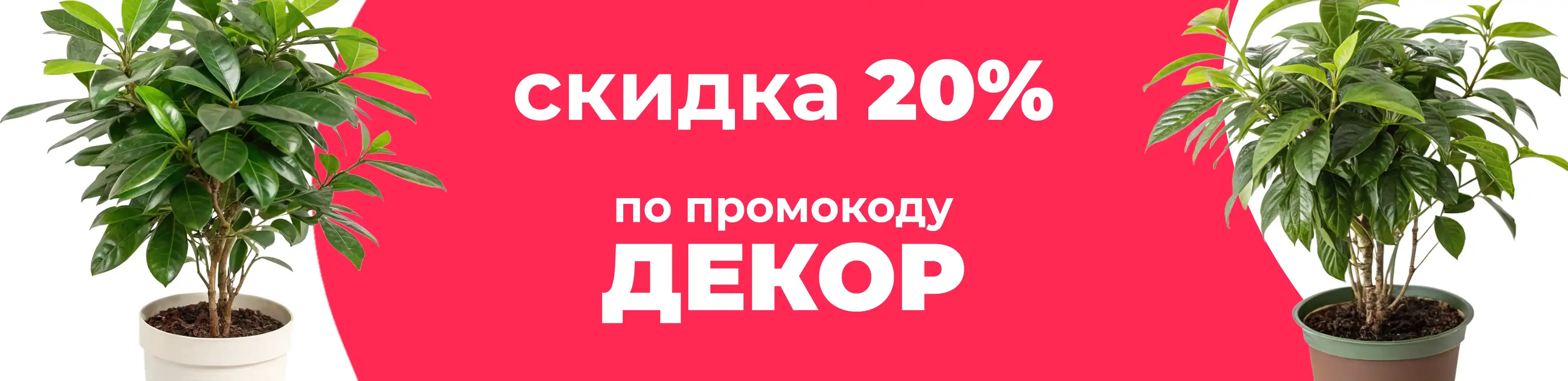 Баннер для рубрики: Пахиры