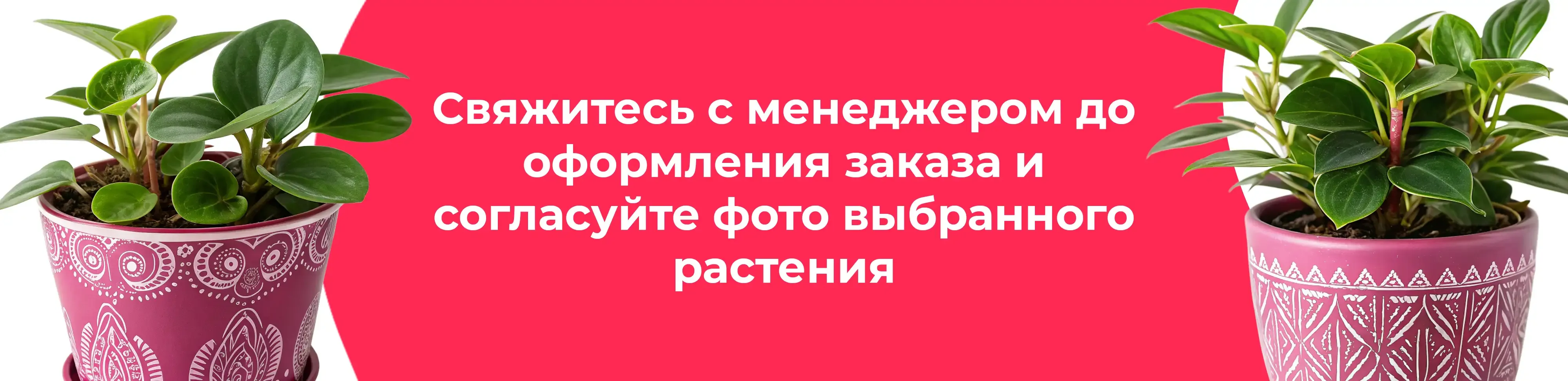 Баннер для рубрики: Цветы в горшках Луховицы