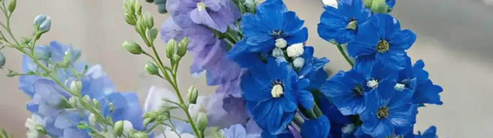 Синие цветы Синие цветы
