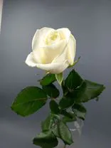 Фото флориста 2: Роза белая, Россия, 60см