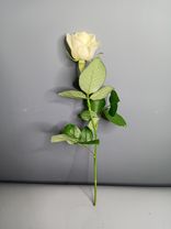 Фото флориста 1: Роза белая, Россия, 40см