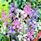 Маленькое фото 3: Гиацинт Вуд Микс (Wood Hyacinth Mix). Сервис доставки цветов AzaliaNow