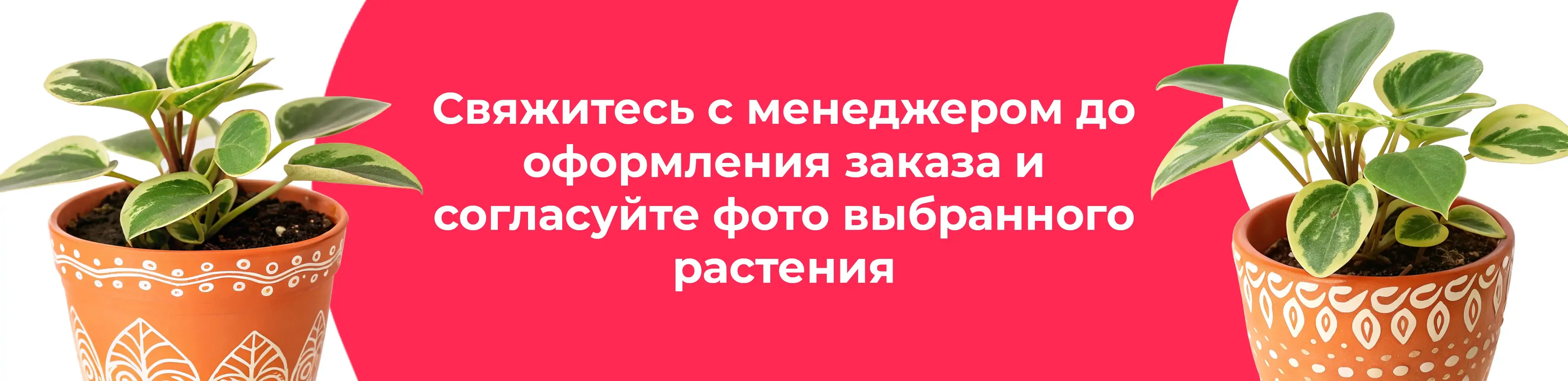Баннер для рубрики: Комнатные растения Высоковск