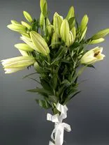 Фото флориста 5: 7 белых лилий, Голландия