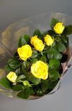 Фото флориста 1: Роза Патио красная
