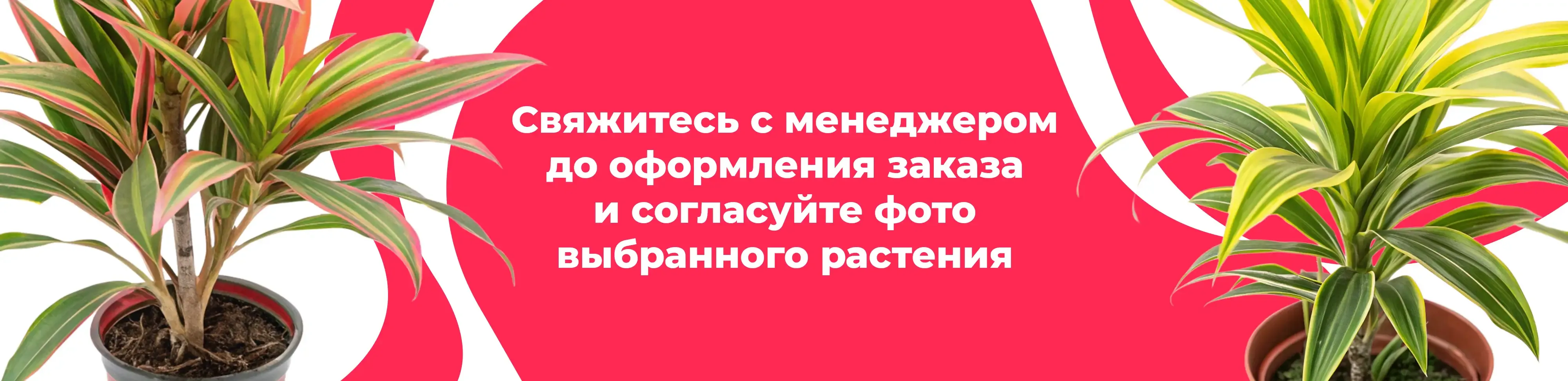 Баннер для рубрики: Растения Ивановское