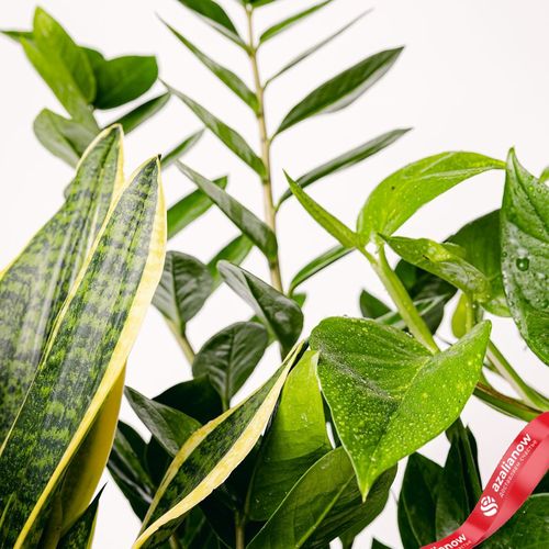 Фото 4: Офисный набор из 3 растений «Элегантные очистители». Сервис доставки цветов AzaliaNow