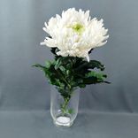 Фото флориста 4: 1 белая одноголовая хризантема