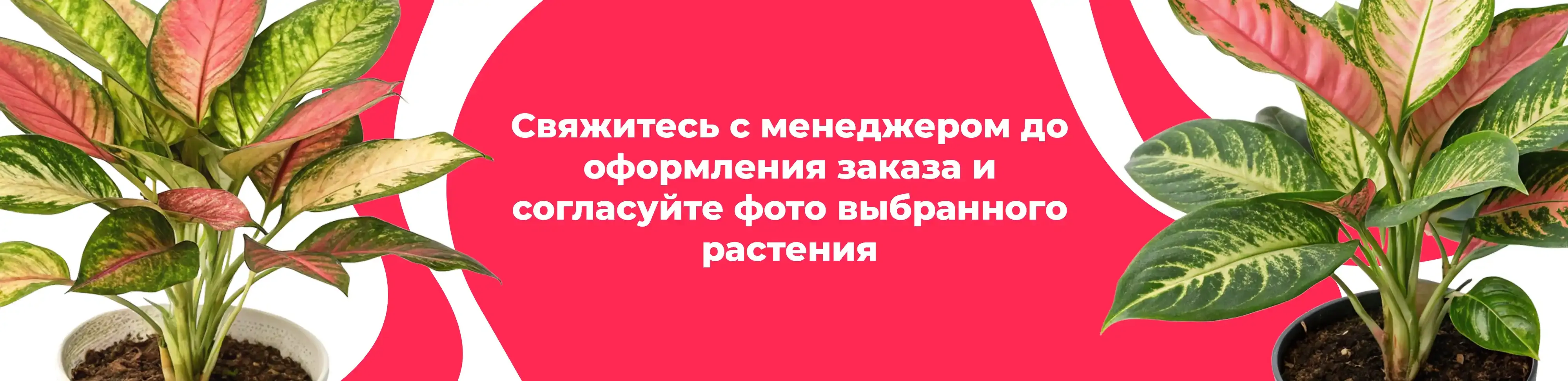 Баннер для рубрики: Комнатные растения Долгопрудный