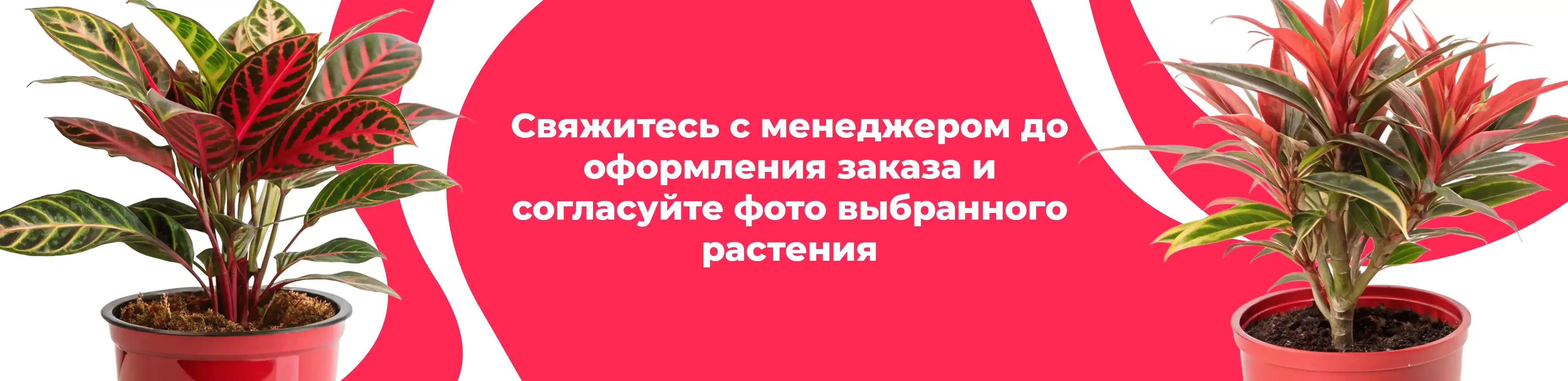 Баннер для рубрики: Комнатные растения Звенигород