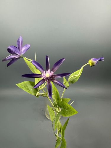 Показать все изображения