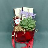 Фото флориста 3: Подарочный набор «Мамочке» с суккулентом Эхеверия Миранда, шоколадками и ароматом для дома