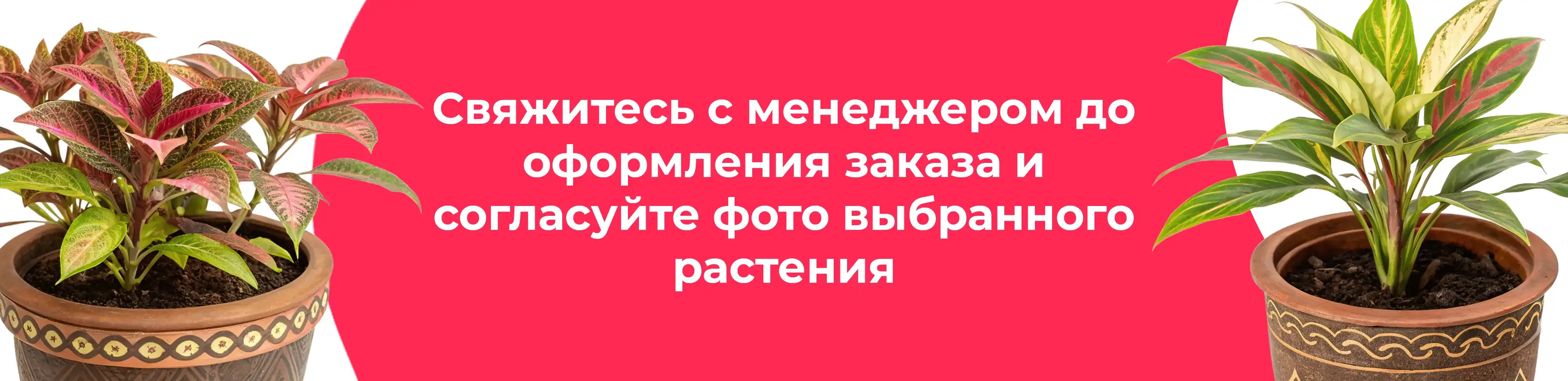 Баннер для рубрики: Цветы в горшках Кашира