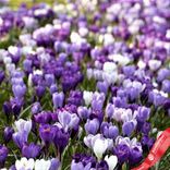 Маленькое фото 2: Крокус Лардж Флауринг Блю Мун Микс (Large Flowering Blue Moon Mix). Сервис доставки цветов AzaliaNow