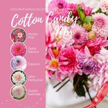 Маленькое фото 4: Георгин Коттон Кэнди Микс (Cotton Candy Mix). Сервис доставки цветов AzaliaNow